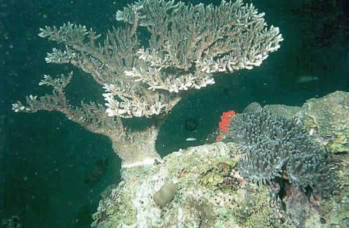 Corail