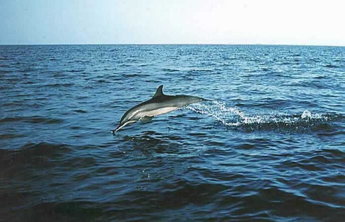 Dauphin