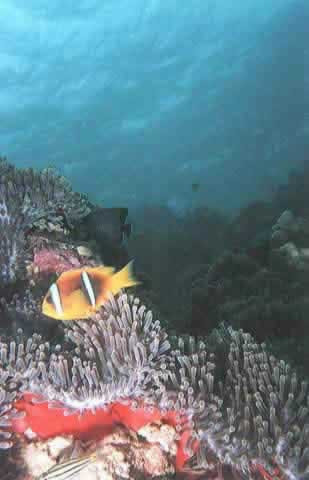 Poisson Clown