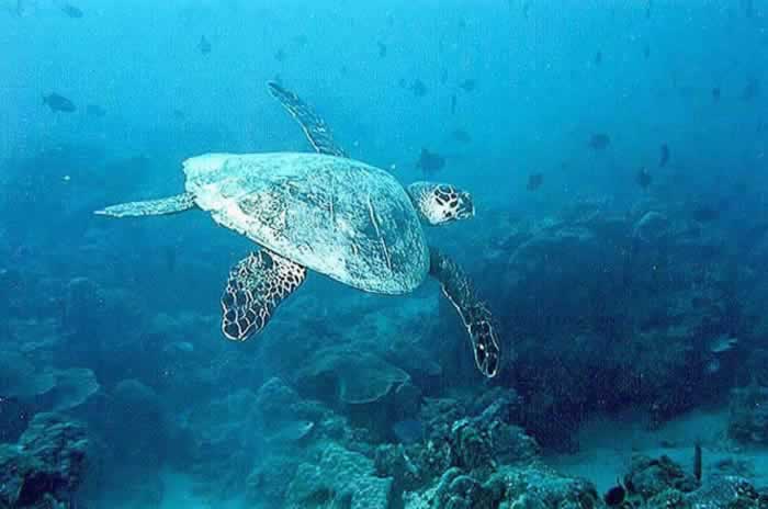 Tortue