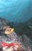 Poisson Clown