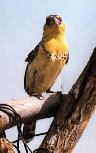 Oiseau