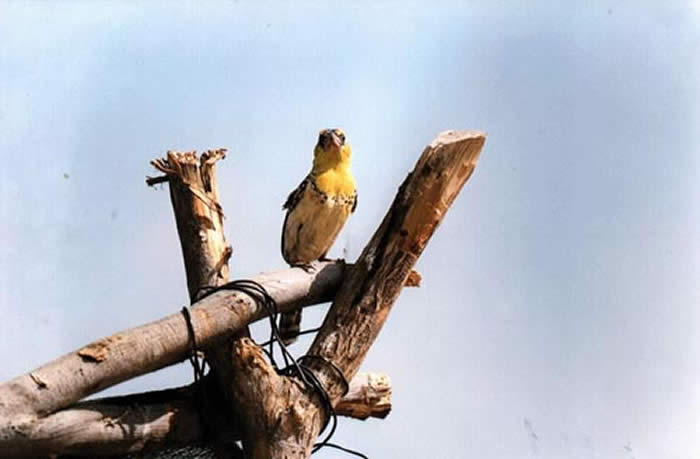 Oiseau