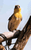 Oiseau