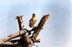 Oiseau