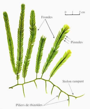 Taxifolia