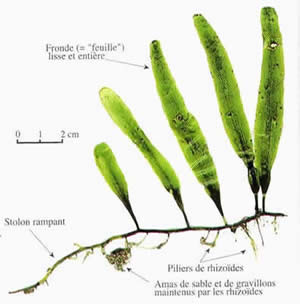 Taxifolia cousine