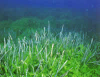 Caulerpa taxifolia