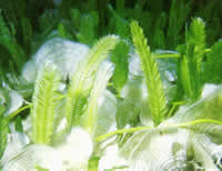 Caulerpa taxifolia