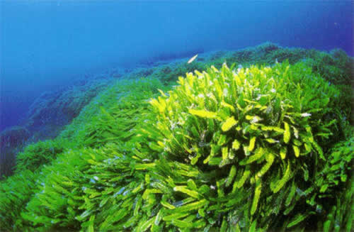 Taxifolia Caulerpa